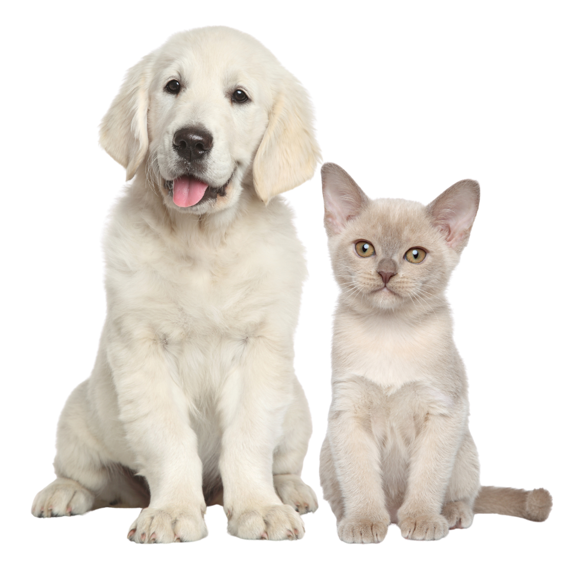 A dog and cat sitting together