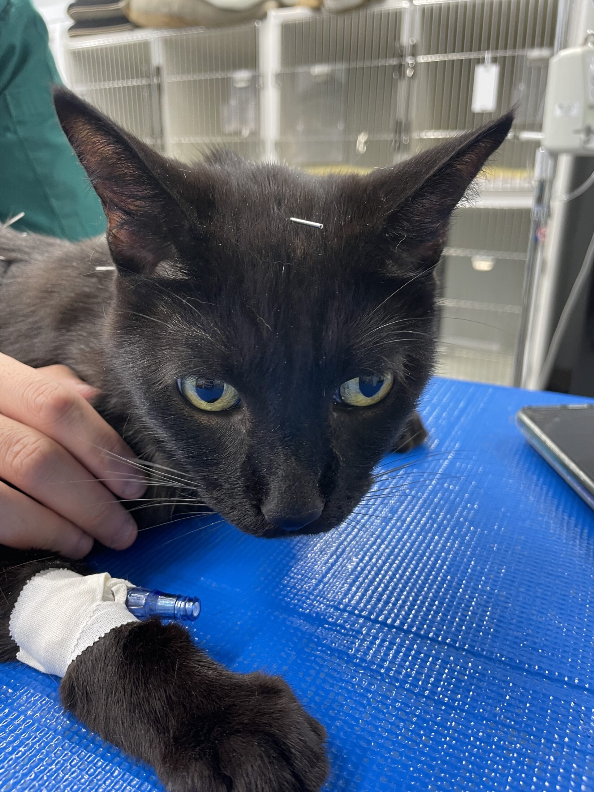 An injured black cat with a bandaged leg, sitting calmly.