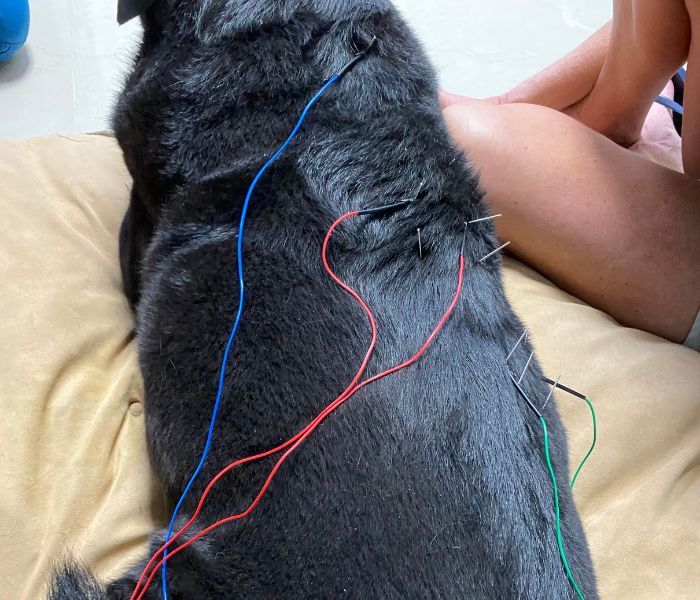 pet acupuncture