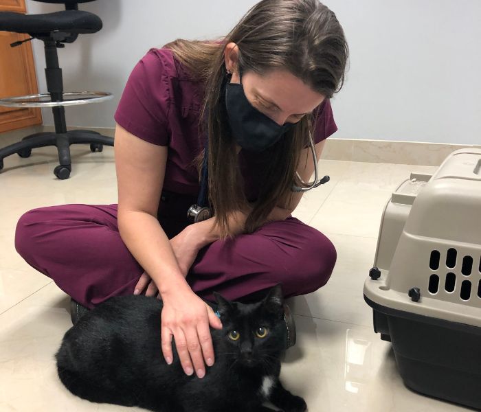a black cat with veterinarian
