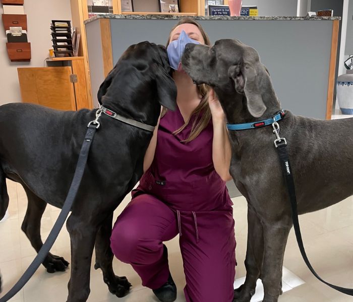 two black dogs with a veterinarian