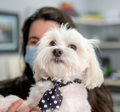 a white puppy with tie