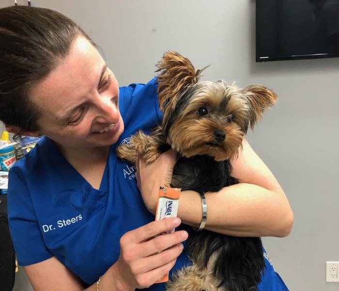A veterinarians gently holds a small dog in her arms, both looking relaxed