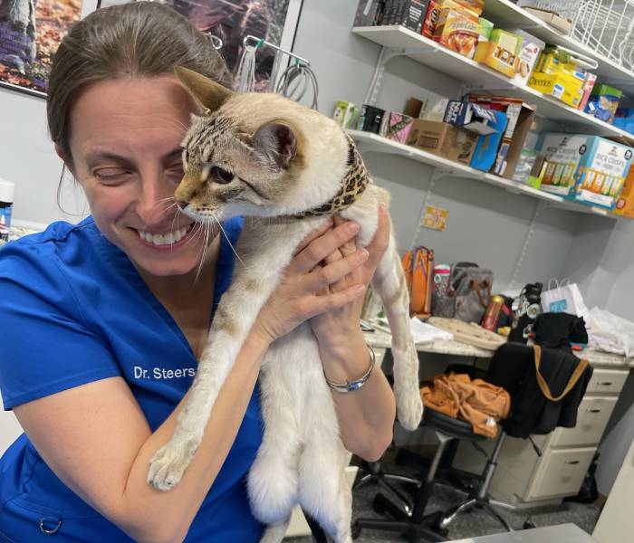 A veterinarian in blue shirt holding a fluffy feline friend
