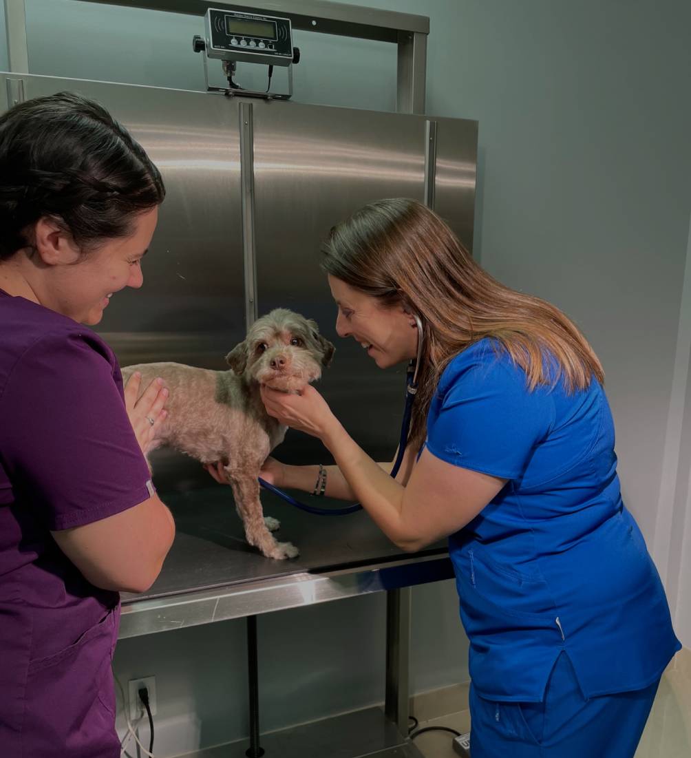 Two veterinarians in scrubs examine a small dog on a metal examination table in a veterinary clinic