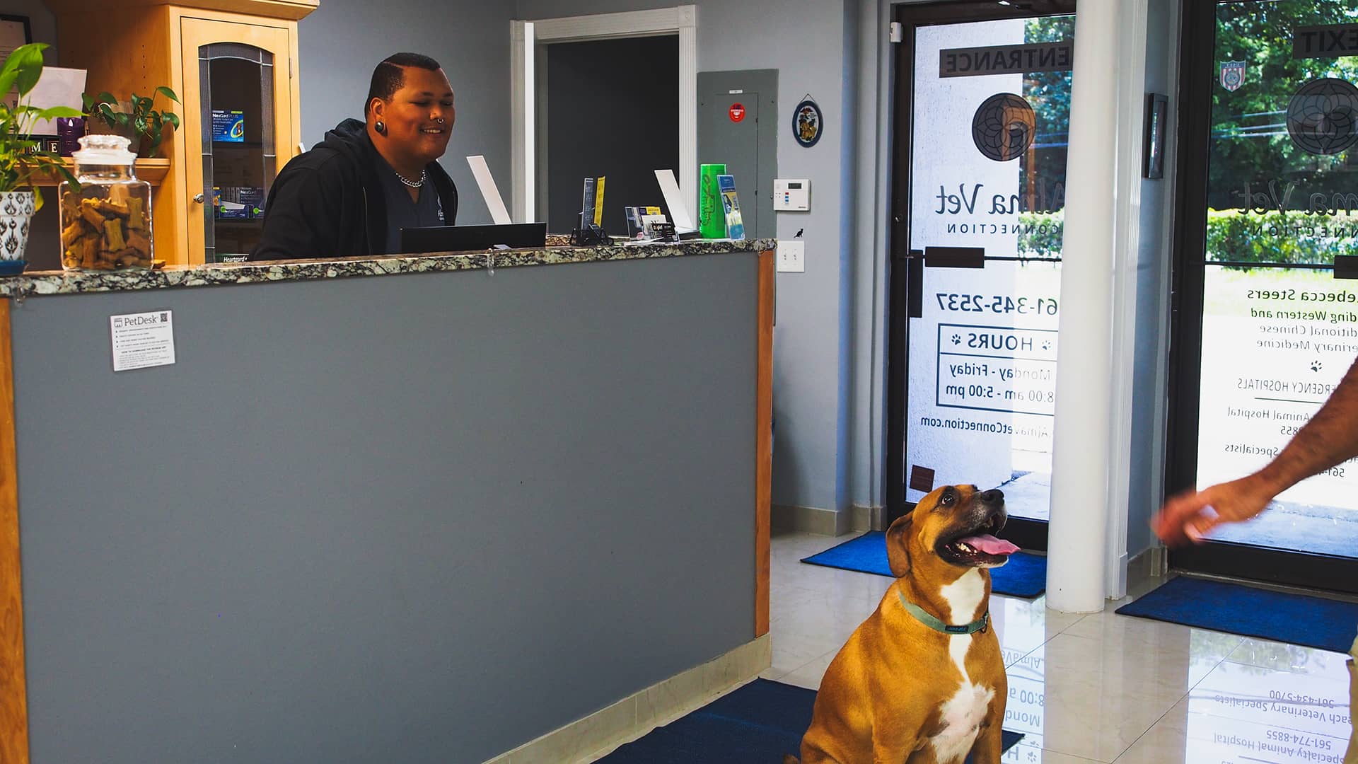 A friendly receptionist is smiling behind the front desk at a veterinary clinic, engaging with a visitor. The desk has a jar of dog treats and some plants, creating a welcoming atmosphere. In front of the desk, a happy brown dog with a green collar is sitting and panting, looking towards the entrance. The entrance door has the clinic's name and hours of operation visible. The overall scene conveys a warm and inviting environment for pets and their owners.