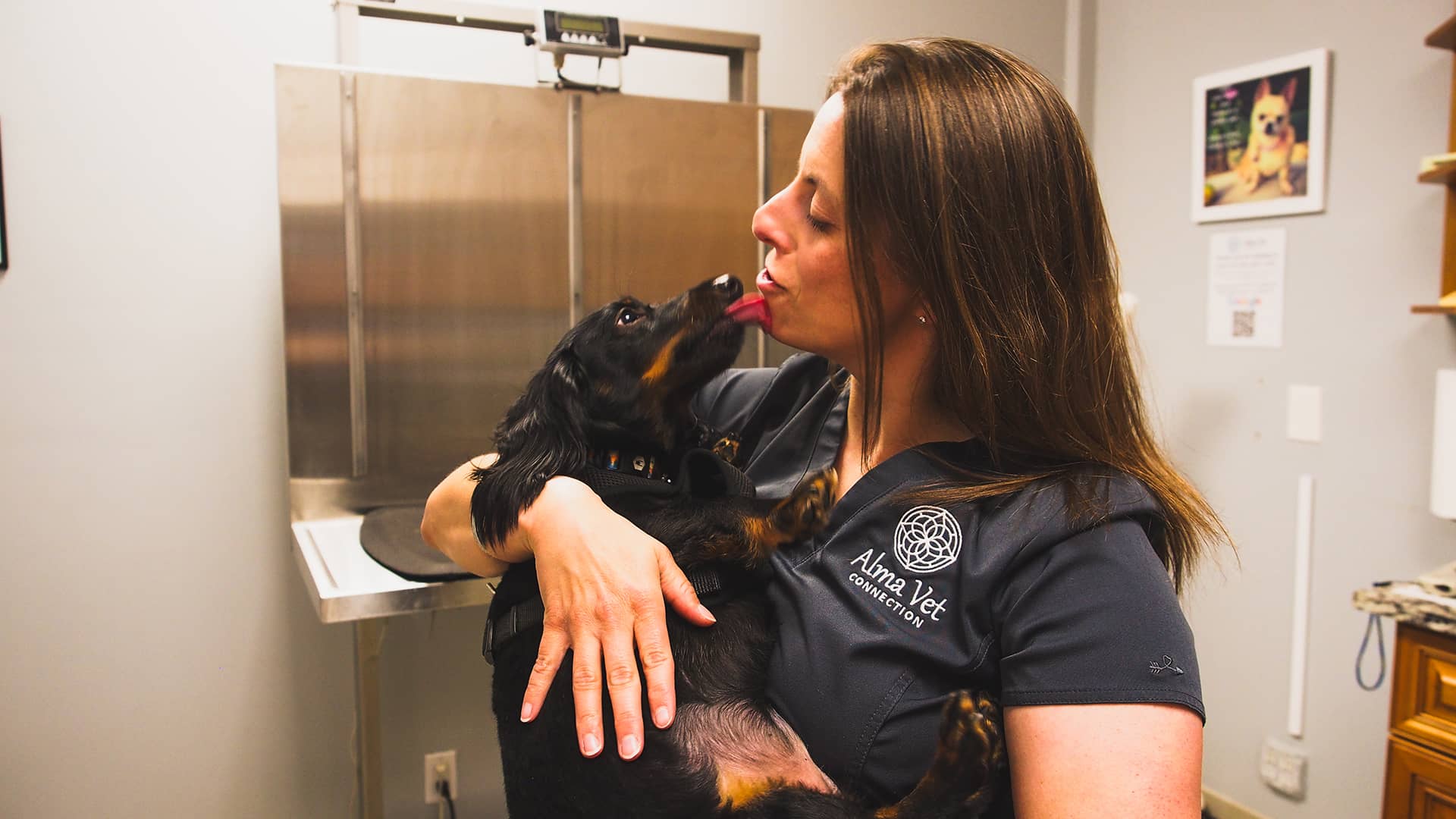 A veterinarian wearing an "Alma Vet Connection" uniform is lovingly holding a small black and tan Dachshund. The dog is licking the vet's face, and the vet is smiling warmly, showing a close bond between them. In the background, there is a stainless steel examination table and a wall with a framed picture of a dog and some informational posters. The scene captures a moment of affection and care in a veterinary setting.