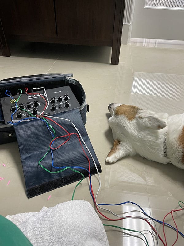 A little dog laying down during a veterinary procedure