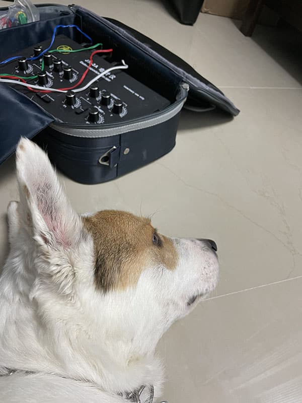 A little dog laying down during a veterinary procedure