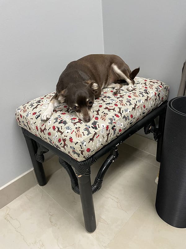 A small dog resting on an ottoman