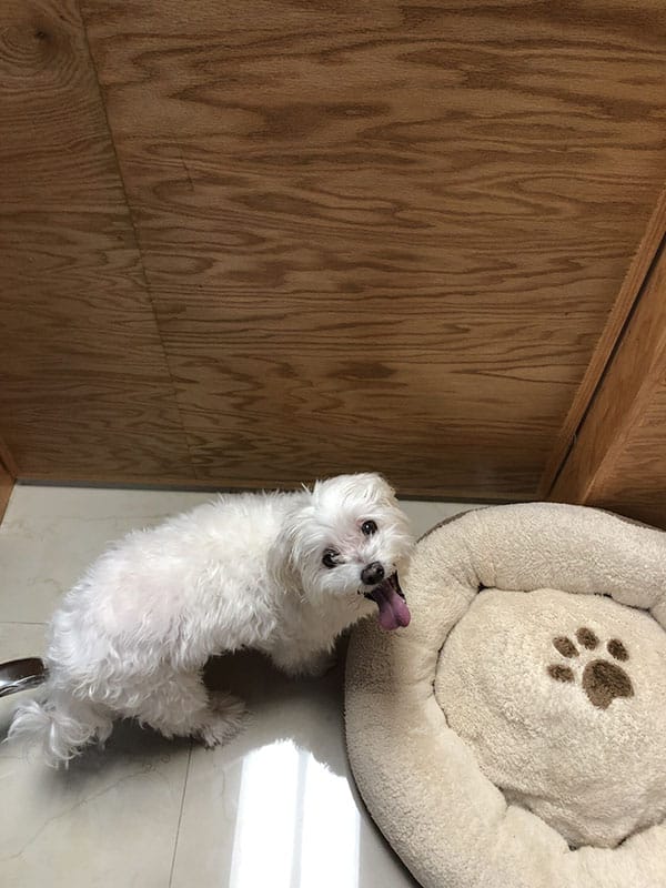 A small white dog looks up happily