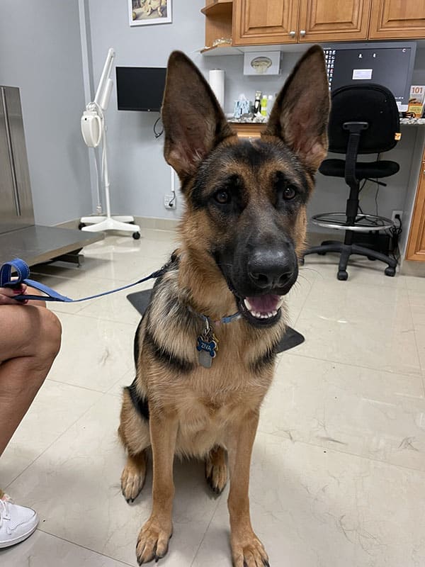 A german shepherd sitting in a vet clinic
