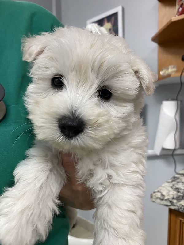 A little white dog being held