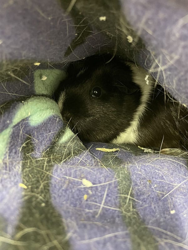 A guinea pig is a blanket