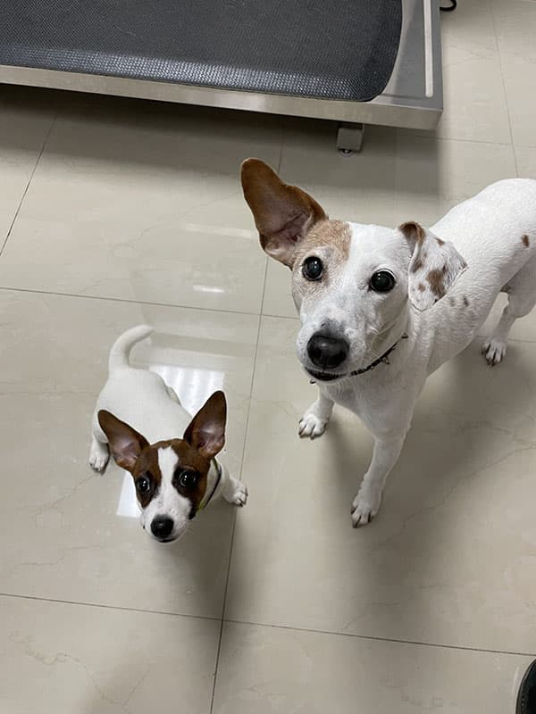 Two cute small dogs looking up