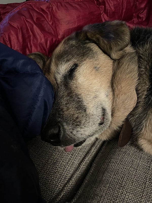 A dog sleeping on a couch