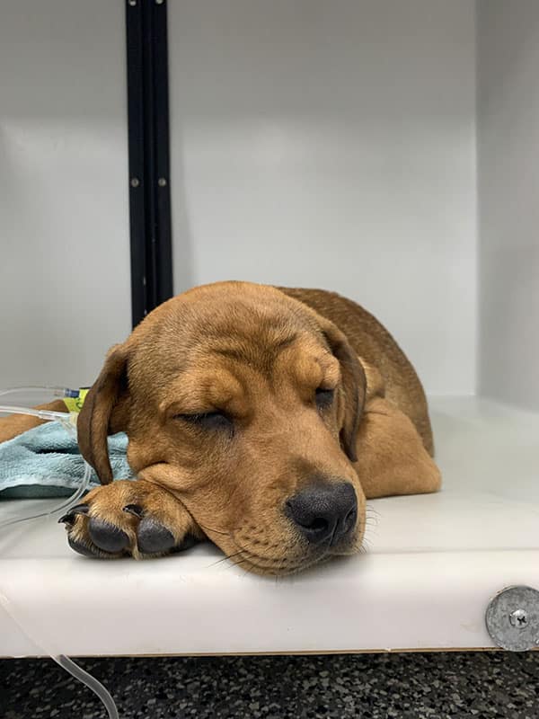 A little brown dog sleeping